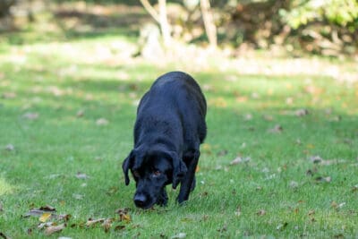 Labrador walking with nose close to the ground.