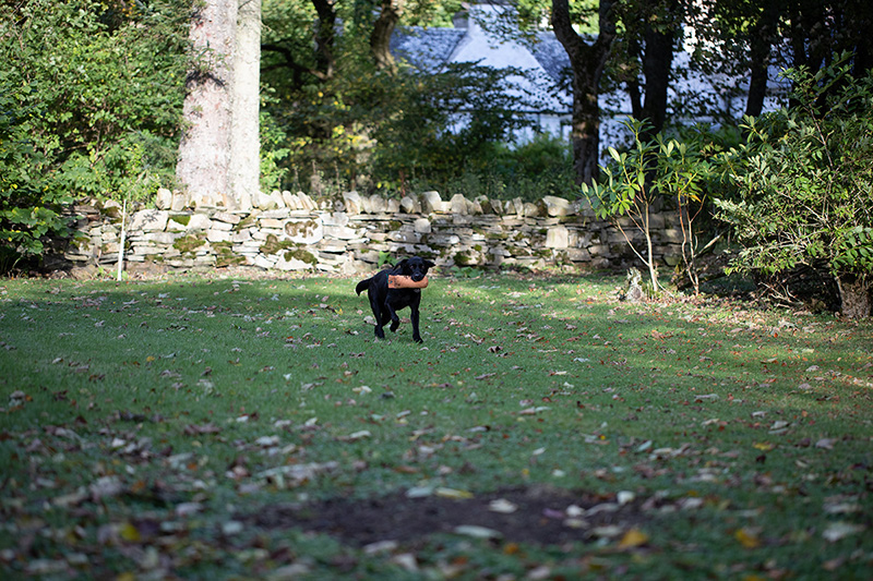 Dog retrieving a dummy