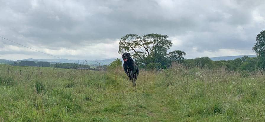 Dog running back to owner